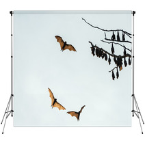 Little Red Flying-foxes Roosting On A Tree And In Flight. Backdrops 94047359