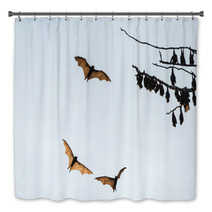 Little Red Flying-foxes Roosting On A Tree And In Flight. Bath Decor 94047359
