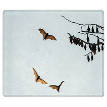 Little Red Flying-foxes Roosting On A Tree And In Flight. Rugs 94047359