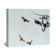 Little Red Flying-foxes Roosting On A Tree And In Flight. Wall Art 94047359