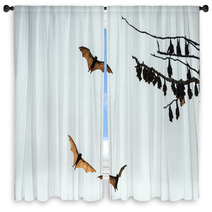 Little Red Flying-foxes Roosting On A Tree And In Flight. Window Curtains 94047359
