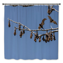 Little Red Flying-foxes Roosting On An Inland White Mahogany Tree And Taking Flight. Bath Decor 94050138