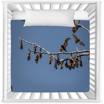 Little Red Flying-foxes Roosting On An Inland White Mahogany Tree And Taking Flight. Nursery Decor 94050138