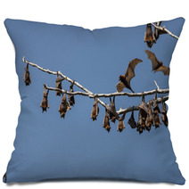 Little Red Flying-foxes Roosting On An Inland White Mahogany Tree And Taking Flight. Pillows 94050138