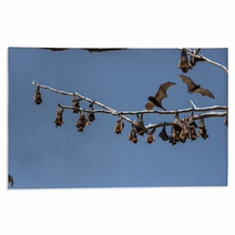 Little Red Flying-foxes Roosting On An Inland White Mahogany Tree And Taking Flight. Rugs 94050138