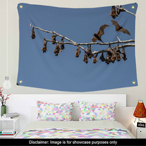 Little Red Flying-foxes Roosting On An Inland White Mahogany Tree And Taking Flight. Wall Art 94050138