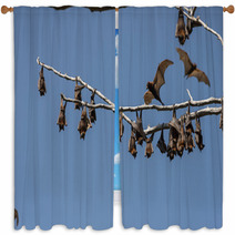 Little Red Flying-foxes Roosting On An Inland White Mahogany Tree And Taking Flight. Window Curtains 94050138