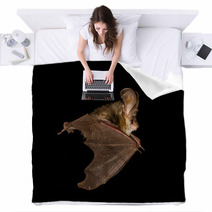  Long-eared Bat Flying On The Dark Night Blankets 97089803