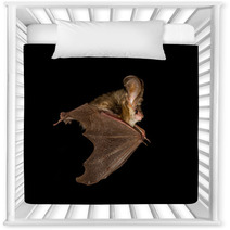  Long-eared Bat Flying On The Dark Night Nursery Decor 97089803