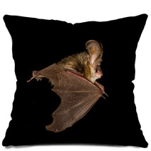  Long-eared Bat Flying On The Dark Night Pillows 97089803