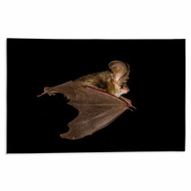  Long-eared Bat Flying On The Dark Night Rugs 97089803