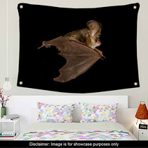  Long-eared Bat Flying On The Dark Night Wall Art 97089803