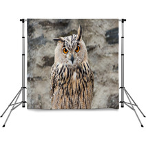 Long-eared Owl Portrait Backdrops 54622060