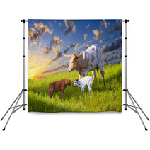 Longhorn Cow And Calves Grazing At Sunrise Backdrops 67513605