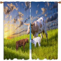 Longhorn Cow And Calves Grazing At Sunrise Window Curtains 67513605