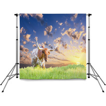 Longhorn Cow Backdrops 68771065