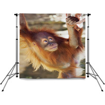 Look Up Of An Orangutan Baby In Backlight. A Little Great Ape Is Going To Be An Alpha Male. Human Like Monkey Cub In Shaggy Red Fur. Beauty Of The Wildlife. Backdrops 99105801