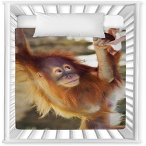 Look Up Of An Orangutan Baby In Backlight. A Little Great Ape Is Going To Be An Alpha Male. Human Like Monkey Cub In Shaggy Red Fur. Beauty Of The Wildlife. Nursery Decor 99105801
