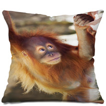 Look Up Of An Orangutan Baby In Backlight. A Little Great Ape Is Going To Be An Alpha Male. Human Like Monkey Cub In Shaggy Red Fur. Beauty Of The Wildlife. Pillows 99105801