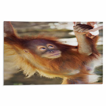 Look Up Of An Orangutan Baby In Backlight. A Little Great Ape Is Going To Be An Alpha Male. Human Like Monkey Cub In Shaggy Red Fur. Beauty Of The Wildlife. Rugs 99105801