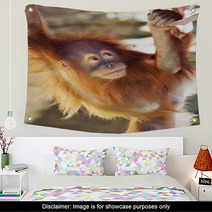 Look Up Of An Orangutan Baby In Backlight. A Little Great Ape Is Going To Be An Alpha Male. Human Like Monkey Cub In Shaggy Red Fur. Beauty Of The Wildlife. Wall Art 99105801