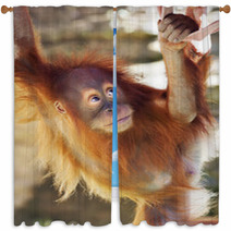 Look Up Of An Orangutan Baby In Backlight. A Little Great Ape Is Going To Be An Alpha Male. Human Like Monkey Cub In Shaggy Red Fur. Beauty Of The Wildlife. Window Curtains 99105801
