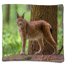 Looking Eurasian Lynx Blankets 83714085
