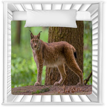 Looking Eurasian Lynx Nursery Decor 83714085