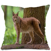 Looking Eurasian Lynx Pillows 83714085