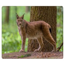 Looking Eurasian Lynx Rugs 83714085