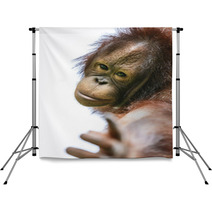 Lovely Orangutan Portrait Close Up Backdrops 94632347