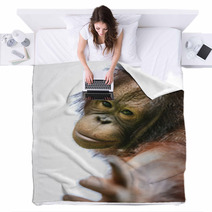 Lovely Orangutan Portrait Close Up Blankets 94632347
