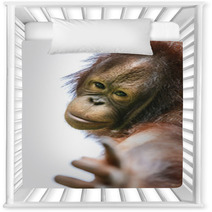Lovely Orangutan Portrait Close Up Nursery Decor 94632347