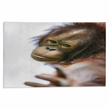 Lovely Orangutan Portrait Close Up Rugs 94632347