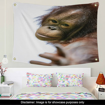 Lovely Orangutan Portrait Close Up Wall Art 94632347