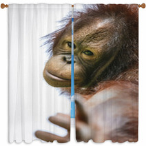 Lovely Orangutan Portrait Close Up Window Curtains 94632347