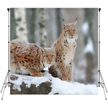 Lynx Backdrops 61094014