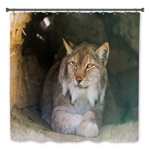 Lynx Bath Decor 91513654