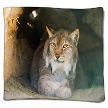 Lynx Blankets 91513654