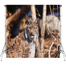 Lynx In Park Backdrops 86490972