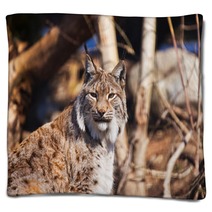 Lynx In Park Blankets 86490972