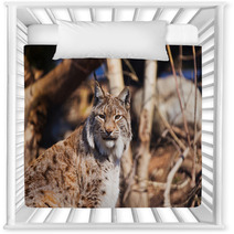 Lynx In Park Nursery Decor 86490972