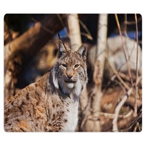 Lynx In Park Rugs 86490972