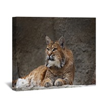 Lynx Lying On The Stone Wall Art 94264604