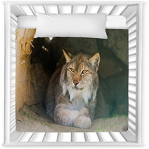 Lynx Nursery Decor 91513654