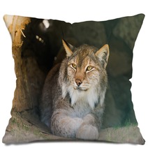 Lynx Pillows 91513654