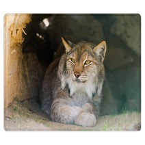 Lynx Rugs 91513654