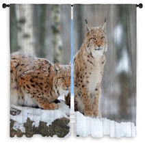 Lynx Window Curtains 61094014