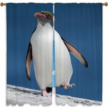 Macaroni Penguin Walking From The Sea Window Curtains 67661002