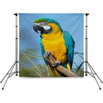 Macaw Parrot Backdrops 63596794